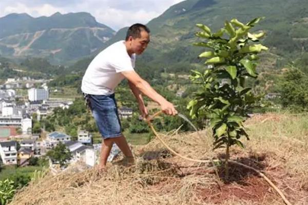 蜜柚施肥与气候条件有关系吗，与温度、光照、降水等都有关