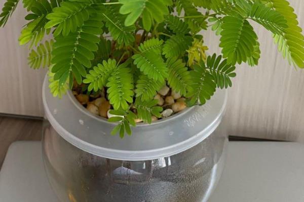 含羞草能水培吗，可以水培但难度较高