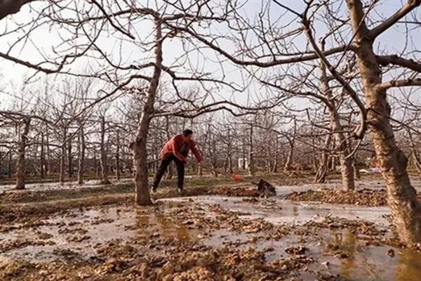 春季苹果园如何正确清园，包含物理清园和化学清园