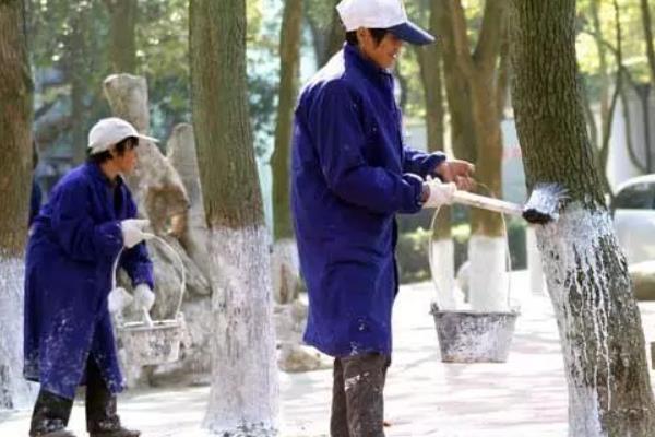 树干被虫蛀了如何处理，可以喷杀虫剂或进行修剪