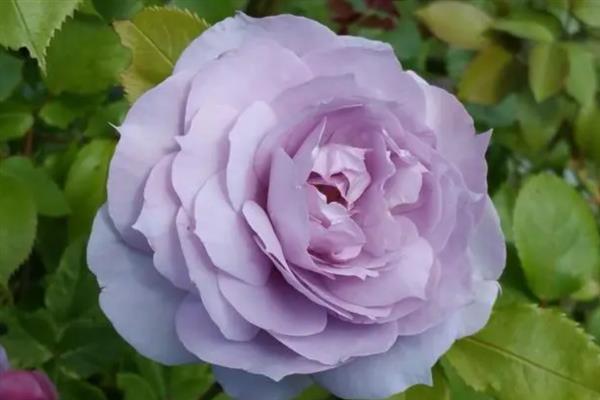 紫色玫瑰的花语，寓意浪漫真情、忧郁感伤等