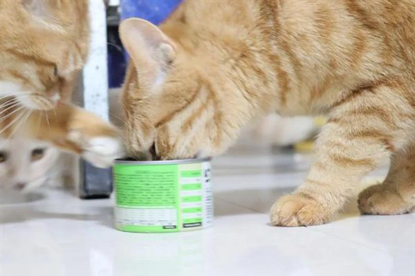 猫咪吃干粮和湿粮有什么优缺点，前者价格低但容易造成肥胖、后者可补充水分但保质期短