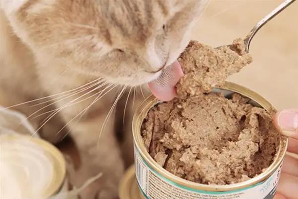 猫咪吃干粮和湿粮有什么优缺点，前者价格低但容易造成肥胖、后者可补充水分但保质期短