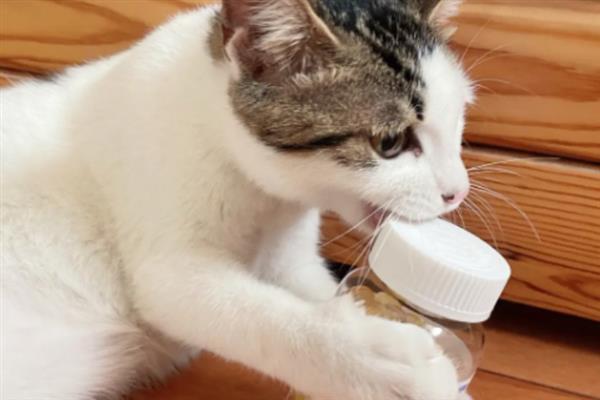 猫咪吃干粮和湿粮有什么优缺点，前者价格低但容易造成肥胖、后者可补充水分但保质期短