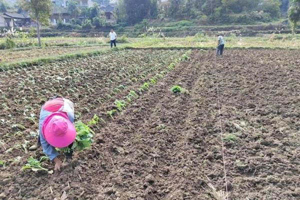 油菜一亩地可以栽多少棵，一亩可以栽培油菜2万株左右