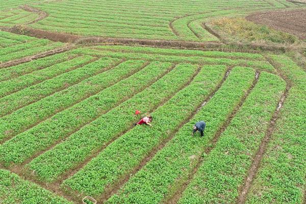 油菜一亩地可以栽多少棵，一亩可以栽培油菜2万株左右