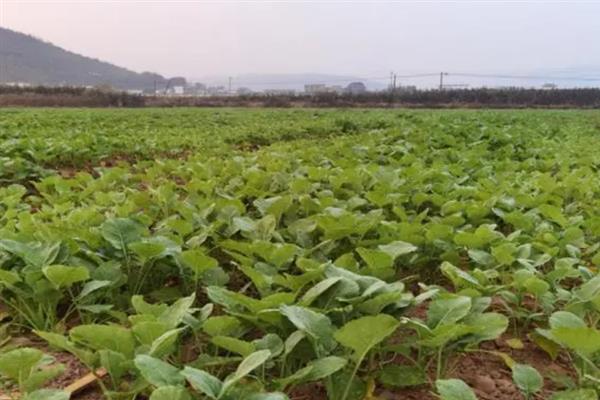 油菜一亩地可以栽多少棵，一亩可以栽培油菜2万株左右