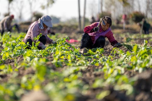 油菜一亩地可以栽多少棵，一亩可以栽培油菜2万株左右