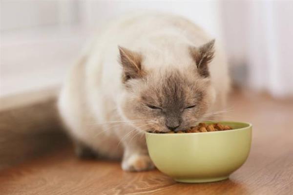 猫咪吃干粮和湿粮有什么优缺点，前者价格低但容易造成肥胖、后者可补充水分但保质期短