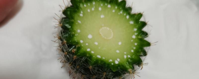 切开的仙人球怎么生根，取出子球栽入土壤中即可