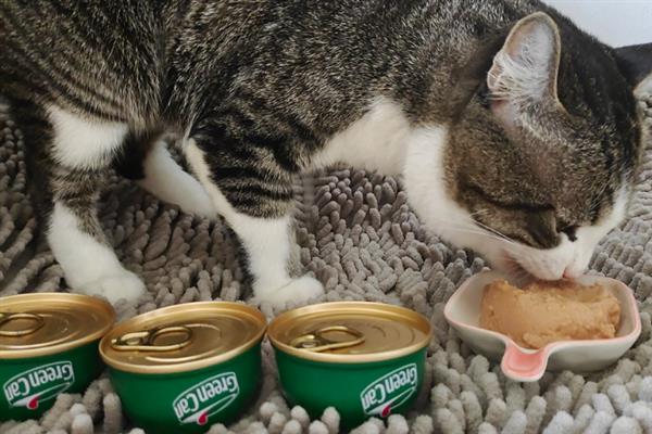 猫咪吃干粮和湿粮有什么优缺点，前者价格低但容易造成肥胖、后者可补充水分但保质期短