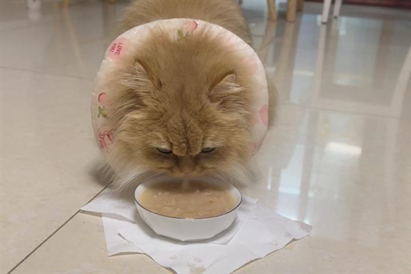 猫咪吃干粮和湿粮有什么优缺点，前者价格低但容易造成肥胖、后者可补充水分但保质期短