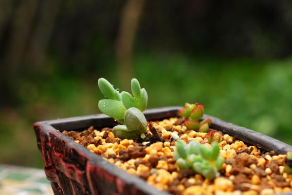 怎么给碧玉莲上盆，上盆前将植株腐烂发黑的根系全部剪掉