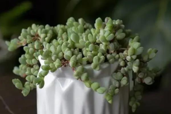 怎么给碧玉莲上盆，上盆前将植株腐烂发黑的根系全部剪掉