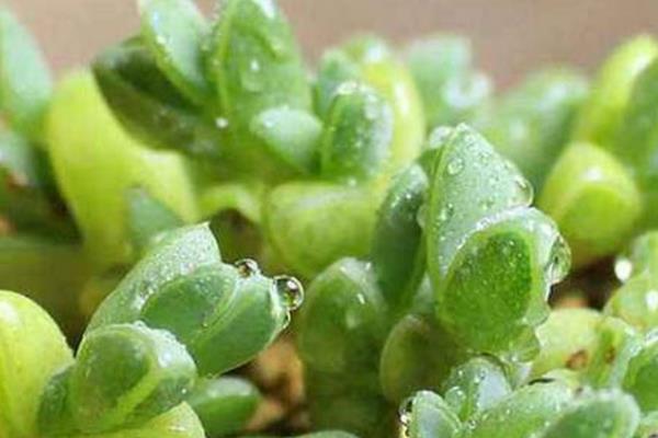 怎么给碧玉莲上盆，上盆前将植株腐烂发黑的根系全部剪掉