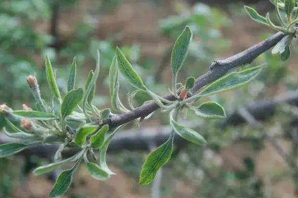 苹果高产园怎么施肥用药，萌芽至开花前第一遍用药
