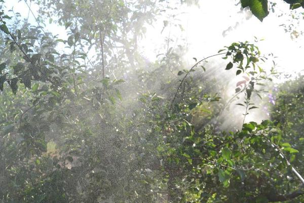 苹果高产园怎么施肥用药，萌芽至开花前第一遍用药