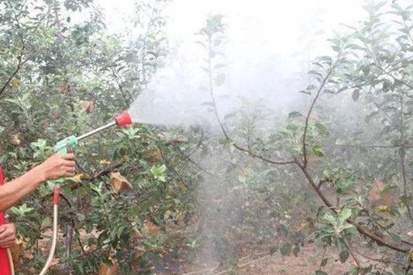 苹果高产园怎么施肥用药，萌芽至开花前第一遍用药