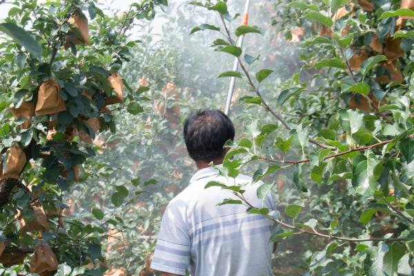 苹果高产园怎么施肥用药，萌芽至开花前第一遍用药