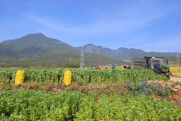 蚕豆一亩产多少斤，产量一般为150-200公斤左右/亩