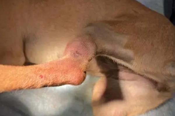 狗狗骨折了的症状，会出现疼痛、敏感、腿部受力不均匀等