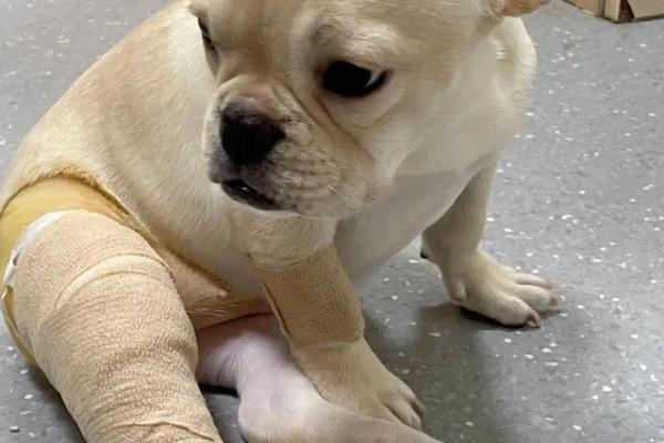 狗狗骨折了的症状，会出现疼痛、敏感、腿部受力不均匀等