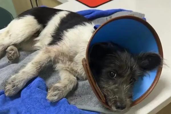 狗狗骨折了的症状，会出现疼痛、敏感、腿部受力不均匀等