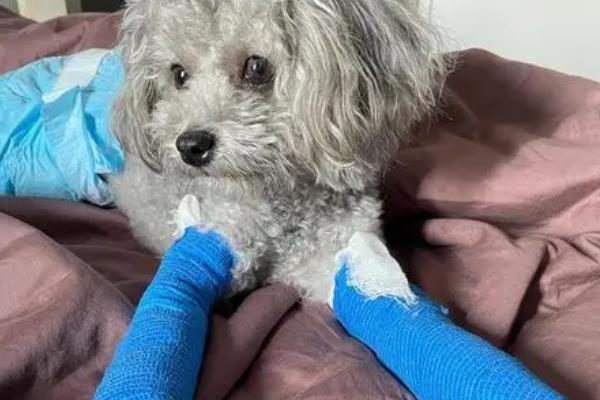 狗狗骨折了的症状，会出现疼痛、敏感、腿部受力不均匀等