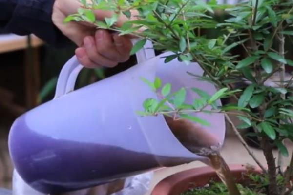 盆栽石榴的修剪时间与方法，要在春季时就开始进行