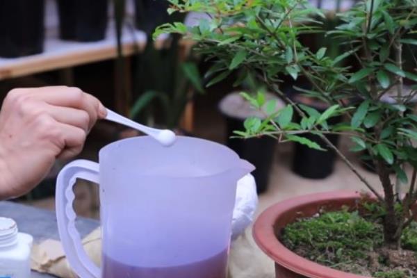 盆栽石榴的修剪时间与方法，要在春季时就开始进行