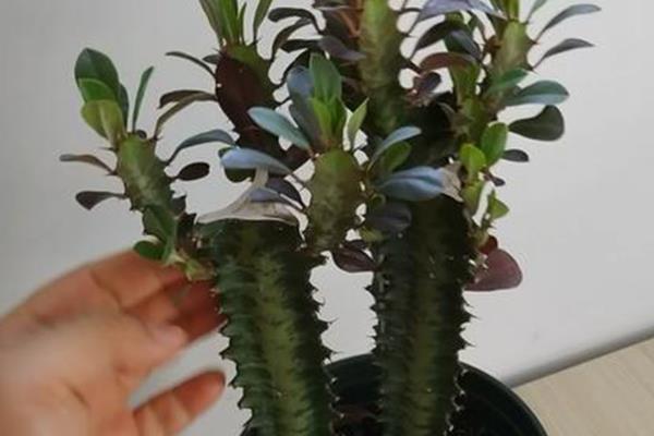 如何修剪才能让龙骨花更好看，剪除顶端的旺长部分能让株型更丰满