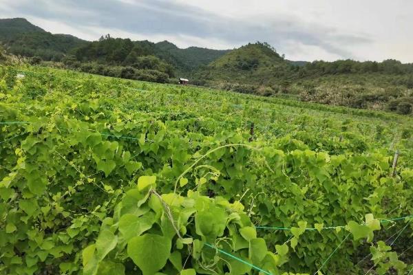 防己如何施肥，基肥可以选择农家肥