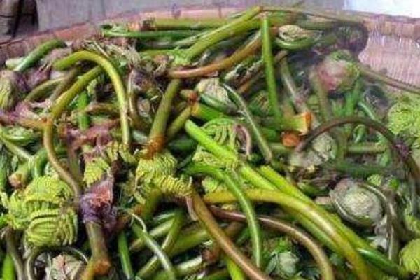 薇菜的收获时间，一般是4月中上旬采收