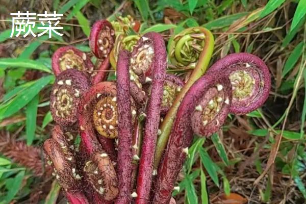 薇菜的收获时间，一般是4月中上旬采收