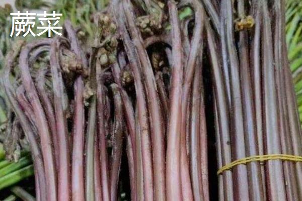 薇菜的收获时间，一般是4月中上旬采收