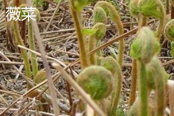 薇菜的收获时间，一般是4月中上旬采收