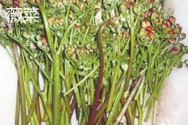 薇菜的收获时间，一般是4月中上旬采收
