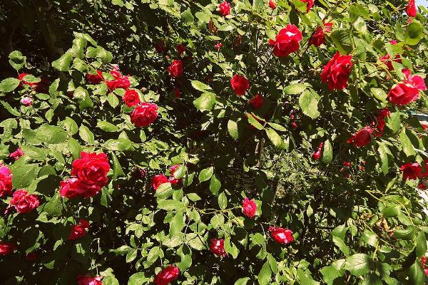 怎么养玫瑰鲜花，先将植株枝条下端剪成45°的斜口