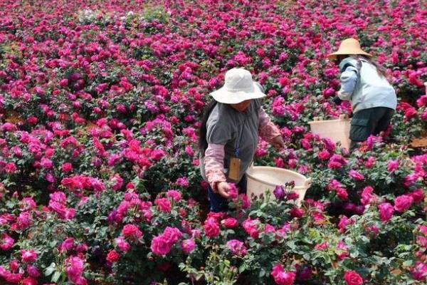 怎么养玫瑰鲜花，先将植株枝条下端剪成45°的斜口