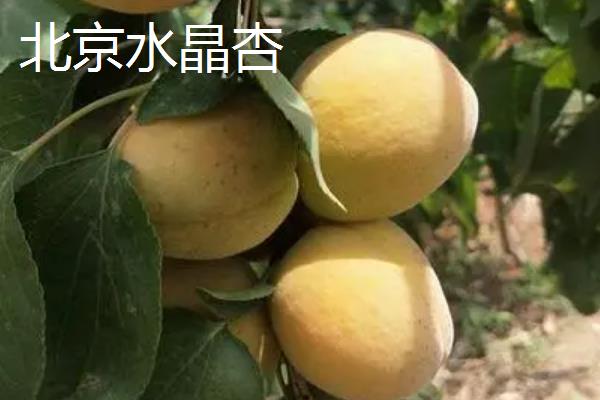 哪些地方产杏仁，河北、吉林、陕西等省份均有产出