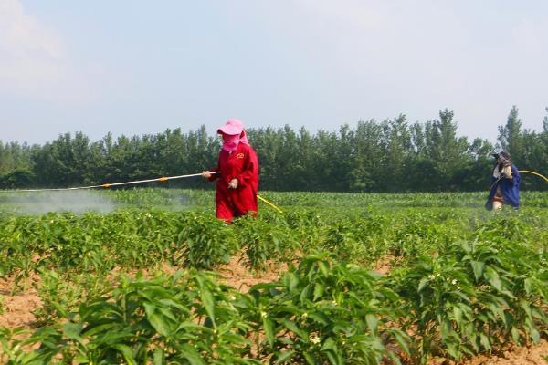 辣椒开花结果期施加哪种肥料，主要用磷钾肥