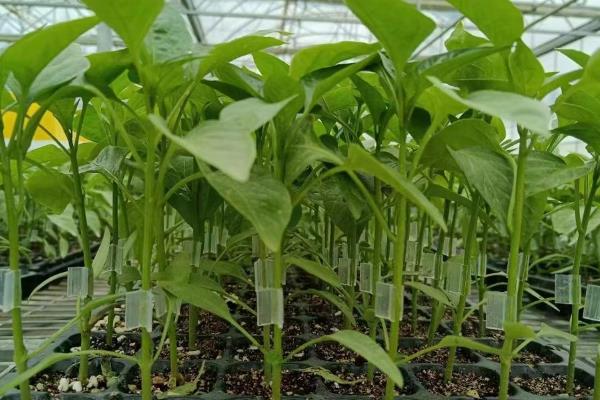 辣椒开花结果期施加哪种肥料，主要用磷钾肥