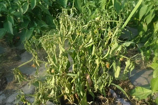 辣椒开花结果期施加哪种肥料，主要用磷钾肥
