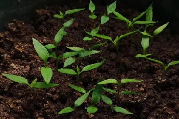 辣椒开花结果期施加哪种肥料，主要用磷钾肥