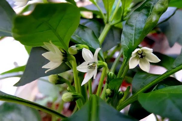 辣椒开花结果期施加哪种肥料，主要用磷钾肥