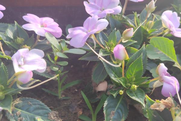 凤仙花的品种，常见的有新几内亚凤仙花、非洲凤仙花等