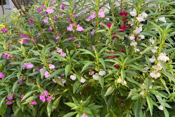 凤仙花的品种，常见的有新几内亚凤仙花、非洲凤仙花等