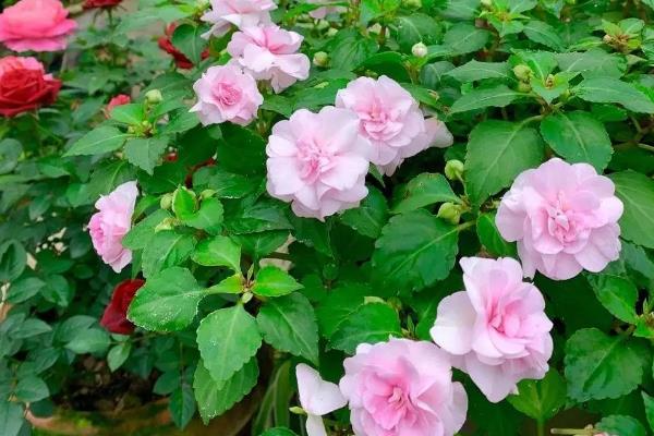 凤仙花的品种，常见的有新几内亚凤仙花、非洲凤仙花等