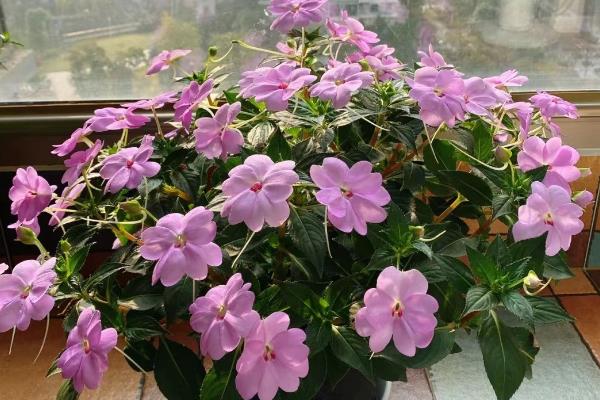 凤仙花的品种，常见的有新几内亚凤仙花、非洲凤仙花等