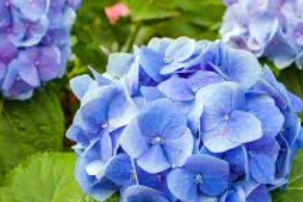 绣球花适合在家养吗，根茎有毒不适合在家里养殖